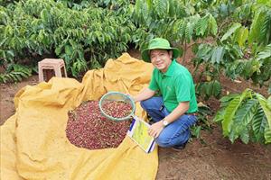 Người trồng cà phê ở Tây Nguyên: Nơm nớp nỗi lo cà phê tặc