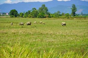 Góp ý Dự thảo Luật Đất đai (sửa đổi): Hai ý kiến về quản lý, sử dụng đất trồng lúa