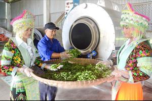 Hội Làm vườn tỉnh Tuyên Quang: Hỗ trợ hội viên gắn sản xuất với tiêu thụ sản phẩm