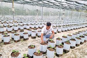Tái cơ cấu nông nghiệp ở Thừa Thiên - Huế: Xây dựng liên kết hướng đến chuỗi giá trị cho nông sản