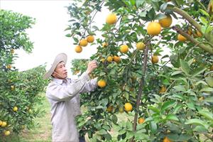 Mở rộng vùng trồng cây ăn quả gắn với chế biến, đáp ứng mục tiêu xuất khẩu: Nghệ An tin tưởng bứt phá