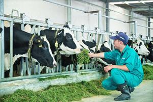 Phát triển ngành Chăn nuôi bền vững: Khoa học công nghệ đi trước