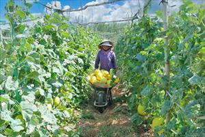 Hợp tác xã Nông nghiệp II Nhơn Thọ: Chỗ dựa tin cậy của nông dân