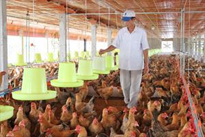 Đảm bảo phúc lợi động vật: Sản phẩm chăn nuôi đủ điều kiện xuất khẩu tới nhiều thị trường