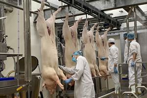 Xuất khẩu thịt lợn bền vững: Doanh nghiệp phải tiên phong