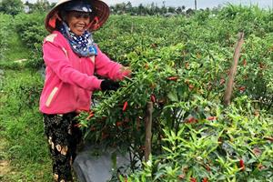 Quảng Ngãi triển khai mô hình chuỗi liên kết bao tiêu sản phẩm lúa, ớt tại huyện Bình Sơn