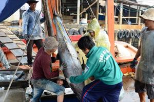 Quảng Ngãi dành gần 280 tỷ đồng thực hiện chính sách khuyến khích khai thác hải sản
