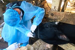 Quảng Ngãi: Xuất hiện dịch bệnh viêm da nổi cục và lở mồm long móng ở bò