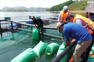 Quảng Ngãi triển khai mô hình hỗ trợ nuôi thủy sản lồng bè bằng vật liệu mới HDPE