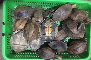 Quảng Nam: Phạt 13 năm tù giam cho 2 đối tượng buôn bán rùa quý hiếm