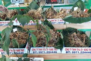 Phiên chợ ở Nam Trà My bán được 65 kg sâm Ngọc Linh, thu về gần 9,5 tỷ đồng