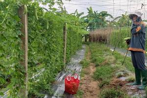 Quản lý dịch hại tổng hợp trên cây rau: Góp phần phát triển nông nghiệp bền vững