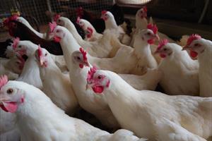 Sản lượng trứng gà Hòa Phát lần đầu vượt 300 triệu quả, ra mắt sản phẩm trứng vỏ hồng