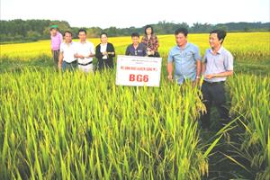 Triển vọng giống lúa BG6 tại Quảng Ngãi
