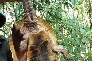 Phát hiện cá thể rùa đầu to quý hiếm tại Bắc Trà My