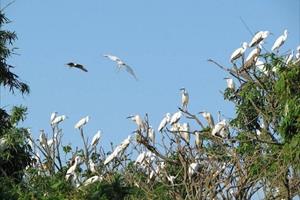 Vườn chim Cà Mau, nơi giao thoa của trời đất - thiên nhiên - con người