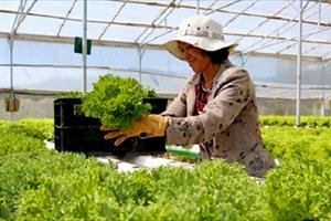 300.000 tấn rau xanh Đà Lạt phục vụ Tết