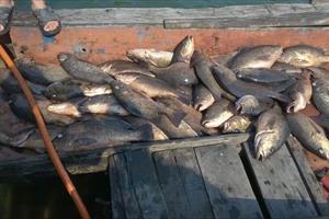 Hà Tĩnh hỗ trợ 750 triệu đồng cho ngư dân thiệt hại do cá chết