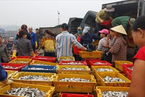 Công bố kết quả xét nghiệm các mẫu hải sản ở các tỉnh miền Trung