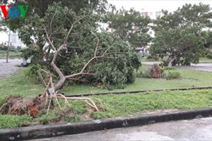 Bão số 4 khiến cây đổ ngổn ngang ở TP Đà Nẵng, 1 ngư dân mất tích