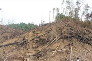 Quảng Ngãi ngăn chặn tình trạng phá rừng tự nhiên để trồng rừng