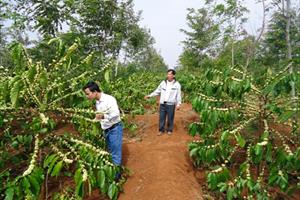 Nông dân Tây Nguyên đau đầu vì cà phê bung hoa lúc thu hoạch