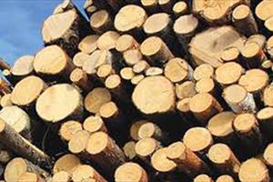 Thách thức lớn nhất của ngành gỗ năm 2017 là nguồn nguyên liệu