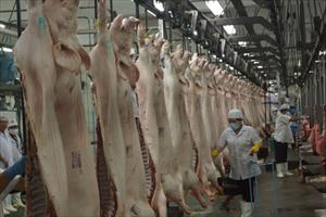 Xây dựng vùng nuôi an toàn dịch bệnh để xuất khẩu thịt lợn, gà: Hành trình gian nan
