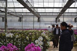 Agribank hỗ trợ lãi suất cho người trồng hoa
