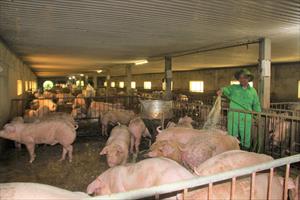 Chuyện tỷ phú nuôi lợn từ “vực thẳm” thành Nông dân  xuất sắc năm 2022