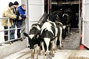 Chào năm mới 2023, Tập đoàn TH đón đàn bò sữa gần 2.400 con về Liên bang Nga