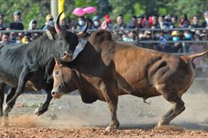 Mãn nhãn Hội chọi bò đầu xuân ở Điện Biên Đông