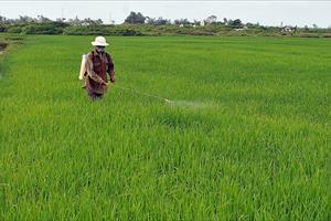 Nhiều địa phương mở rộng diện tích trồng lúa chất lượng cao và chú trọng phòng trừ sâu hại