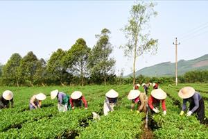 Năng suất cao, giá tốt, người trồng chè ở Hà Tĩnh phấn khởi