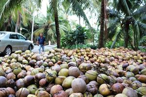 Giá dừa khô ở ĐBSCL tăng mạnh