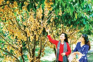 Phát triển kinh tế vườn gắn với du lịch ở Phong Điền