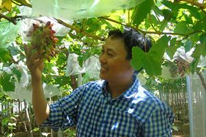 Phát triển giá trị cây nho và sản phẩm từ nho tỉnh Ninh Thuận