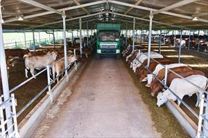 Khu liên hợp Snoul tiếp nhận các giống bò sinh sản từ trang trại Ia Puch