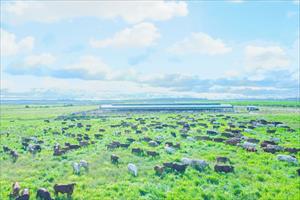 THACO AGRI nhập khẩu 3.278 con bò từ Úc
