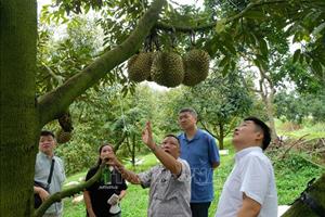 Thủ phủ sầu riêng Lâm Đồng rộn ràng mùa thu hoạch