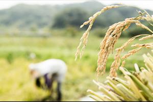 Nga, UAE cấm xuất khẩu gạo