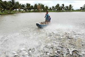 Dự báo kim ngạch xuất khẩu cá tra năm 2023 giảm 15%