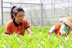 Bắc Ninh có nhiều chính sách khuyến khích phát triển nông nghiệp công nghệ cao