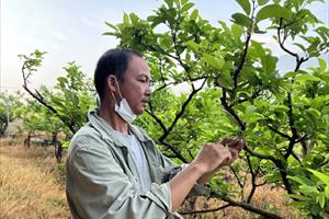 Áp dụng kỹ thuật ‘Thụ phấn nhân tạo’ nâng cao hiệu quả cho người trồng mãng cầu
