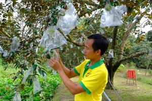 Phong Ðiền cải tạo chất lượng vườn cây ăn trái