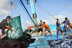 Tập trung thực hiện các nhiệm vụ, giải pháp cấp bách, trọng tâm chống khai thác hải sản bất hợp pháp