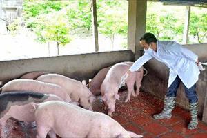Triển khai quyết liệt, đồng bộ các giải pháp phòng, chống bệnh dịch tả lợn châu Phi