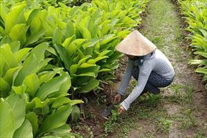Hiệu quả từ mô hình cải tạo vườn tạp để phát triển kinh tế gia đình ở U Minh