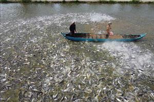 Dự báo sản lượng cá da trơn, cá tra năm 2024 tăng 2,8%