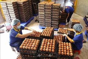 Quy định mới về hạn ngạch thuế quan nhập khẩu muối, trứng gia cầm năm 2024